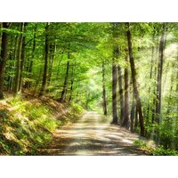 3 Tage Hallo, Schwarzwald! in Freudenstadt, Baden-Württemberg inkl. Frühstück Unkategorisiert online kaufen